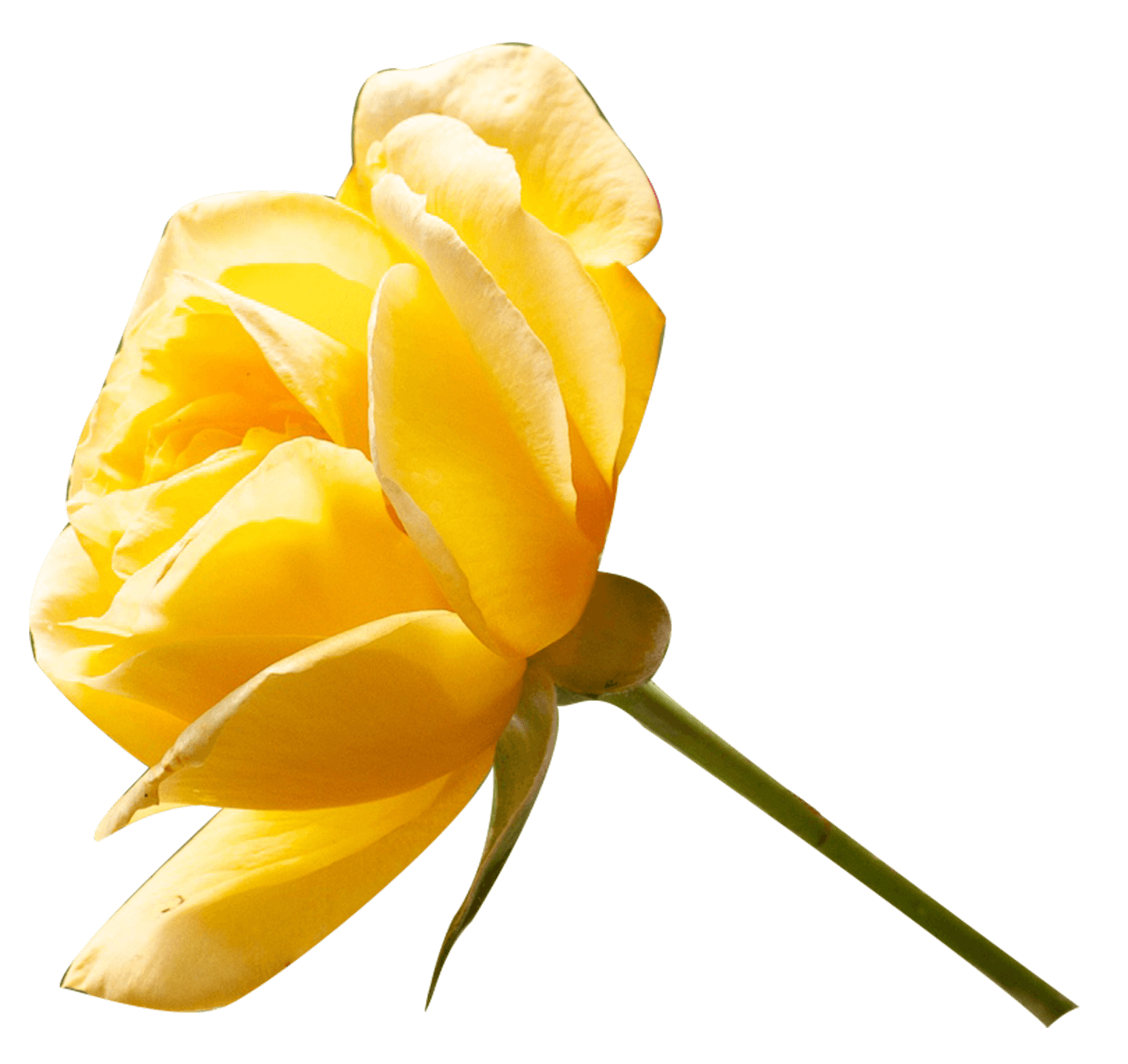 Yellow Rose PNG